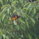 Baltimore Oriole