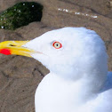 Yellow-legged Gull; Gaviota Patiamarilla