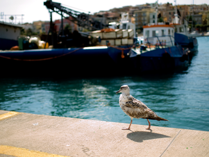 Una vita da gabbiano di porto di utente cancellato