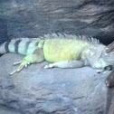 Green Iguana