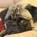 pugcrzy avatar