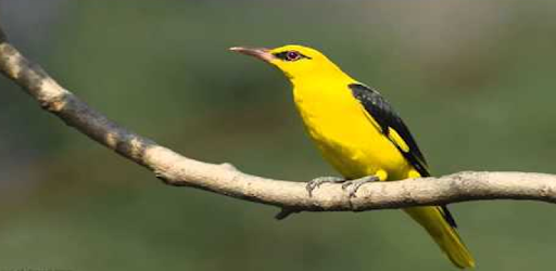 Suara Burung Kepodang Masteran Burung Kepodang On Windows Pc