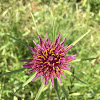 Purple Salsify