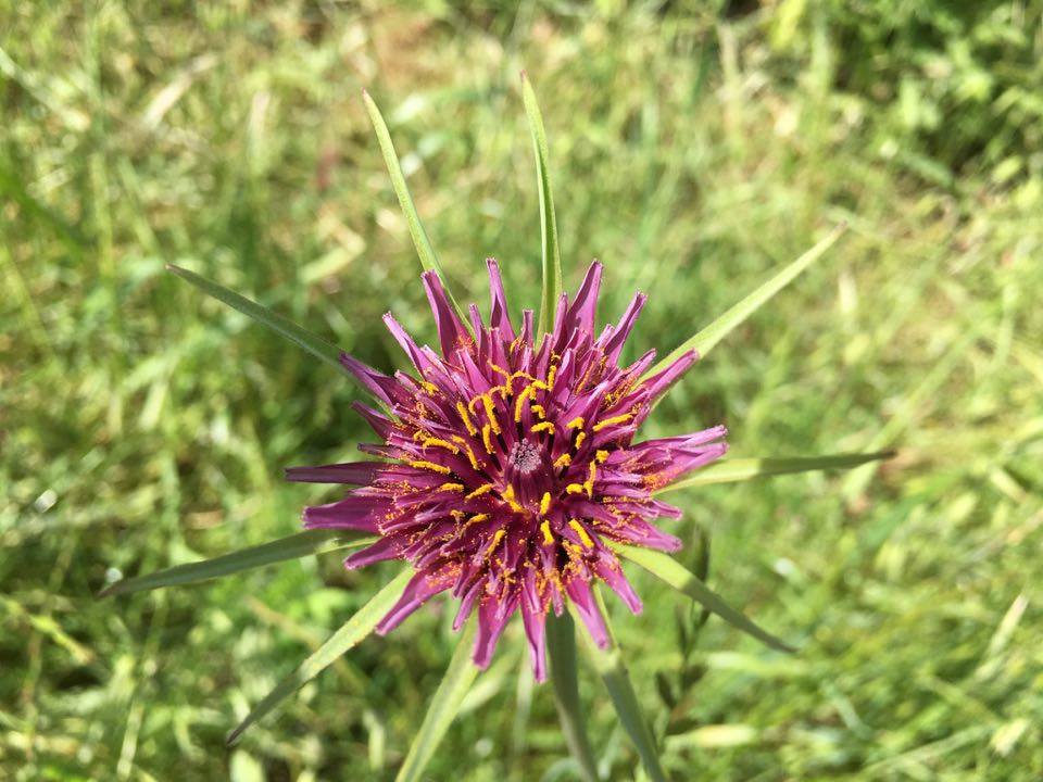 Purple Salsify