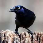 Common Grackle