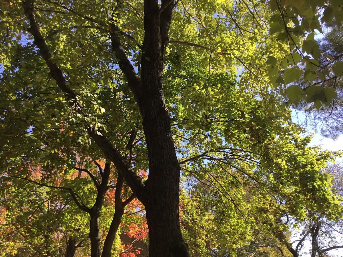 Red Maple tree