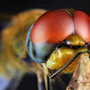 Wandering Glider dragonfly