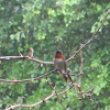 Ruby-throated hummingbird