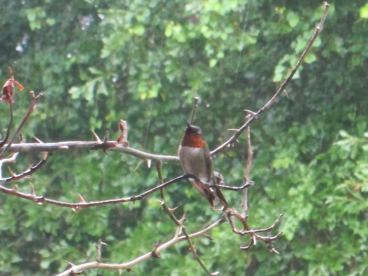 Ruby-throated hummingbird