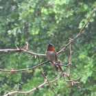 Ruby-throated hummingbird