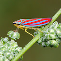 Candy-striped Leafhopper