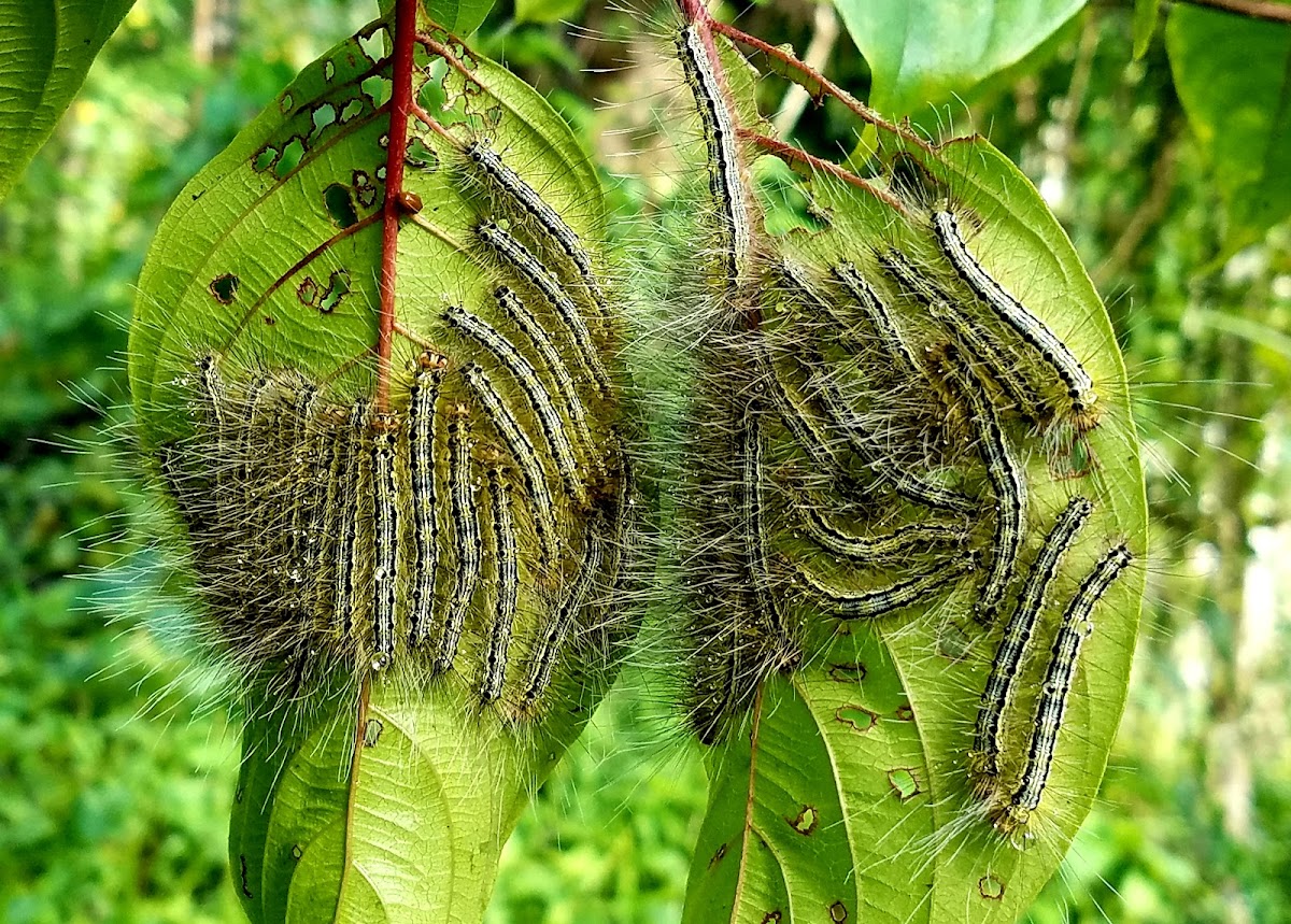 Tussock moth Caterpillar