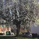 Callery pear