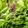 Lathyrus venetus