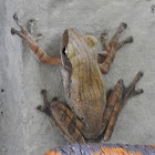 Tree frog