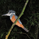 Ringed Kingfisher