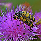 Spotted Longhorn