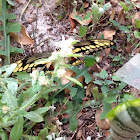 Eastern Giant Swallowtail Butterfly ( No. 2 )