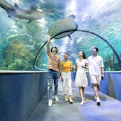 Hà Nội [E - Voucher] Vé Vào Cửa Người Lớn Tại Thủy Cung Aquarium Times City - Khách Trên 140 Cm Không Phụ Thu