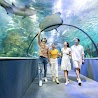 Hà Nội [E - Voucher] Vé Vào Cửa Người Lớn Tại Thủy Cung Aquarium Times City - Khách Trên 140 Cm Không Phụ Thu