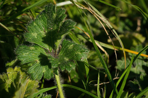 Ranunculus bulbosus