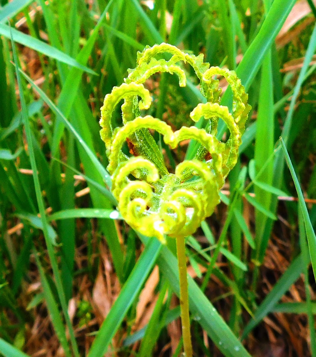 Spleenwort Fern