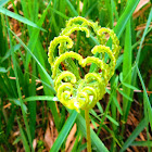 Spleenwort Fern