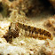 Mystery blenny