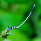 White Featherleg; Patiblanco