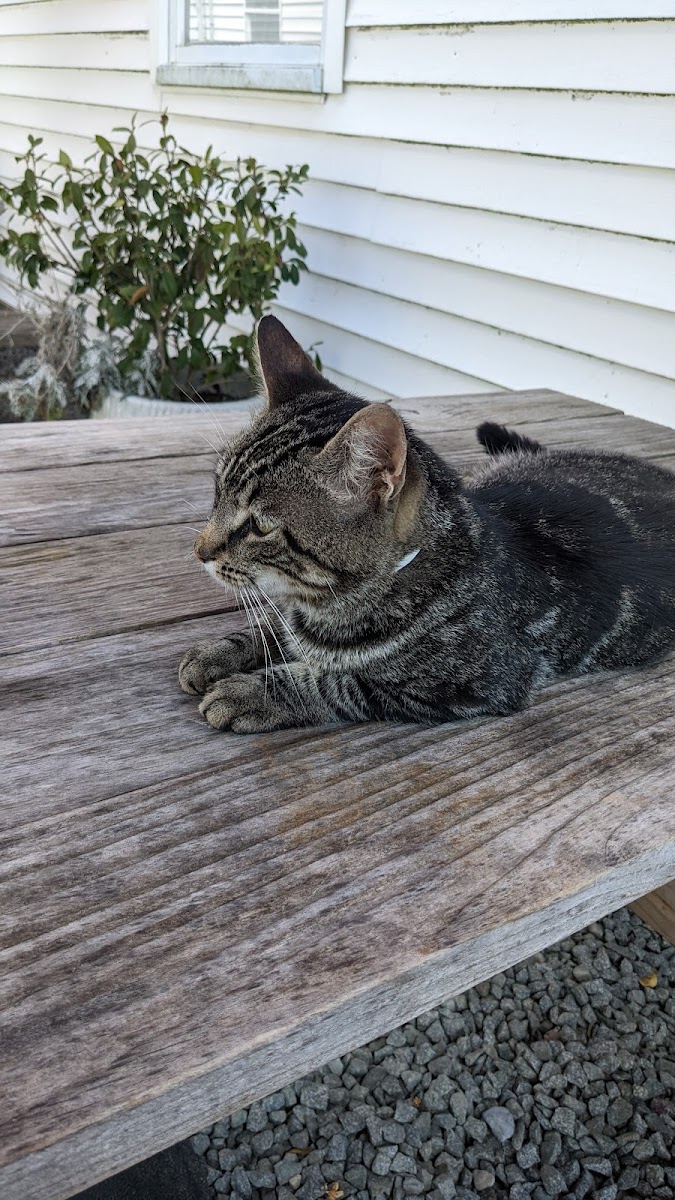 Their cat, Buddha, was very friendly and sweet!