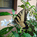 Eastern Tiger Swallowtail