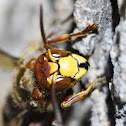 European Hornet