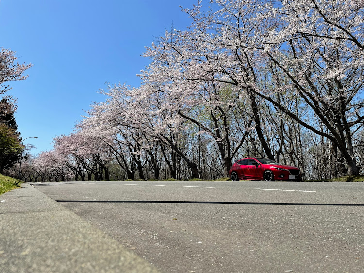 アクセラスポーツの桜と愛車・北海道・ドライブ・ゴールデンウィーク・車が好きな人と繋がりたいに関するカスタム事例の投稿画像2枚目