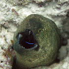 Yellow-edged moray