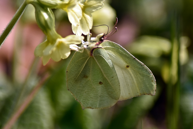 Common brimstone