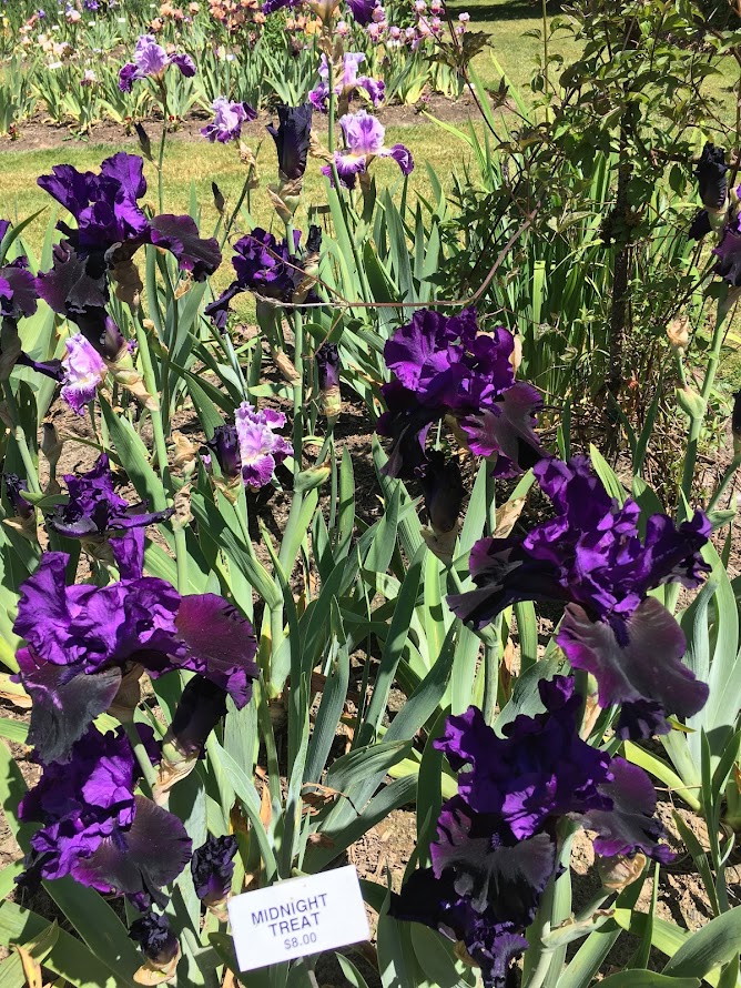 Visiting the Schreiner's Iris Gardens is easy, just an hour south of Portland, and is free - a great option if you are in Portland or Salem during their May bloom season