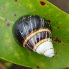 Kāhuli Tree Snails