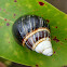 Kāhuli Tree Snails