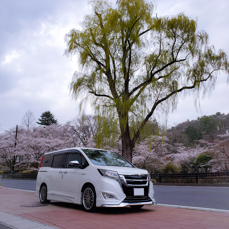 エスクァイアの医療従事者にエールを❗️・桜と愛車・桜とコラボ・白河MTに関するカスタム事例の投稿画像7枚目