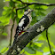 Great Spotted Woodpecker