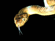 A brown tree snake.