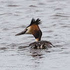 Great Crested Grebe