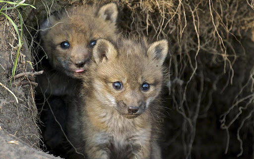 Curious Fox Pups Explore Their Cozy screenshot 2