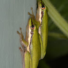 Dwarf Tree Frog