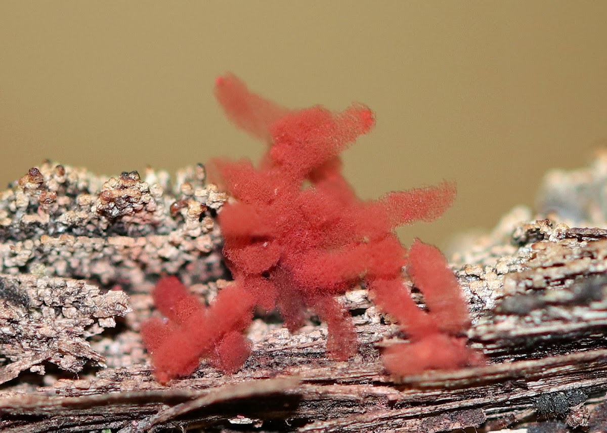 Arcyria Major Slime Mold