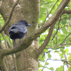 Carrion Crow