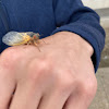 Cicada