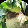 Two-fingered Sloth eating mango