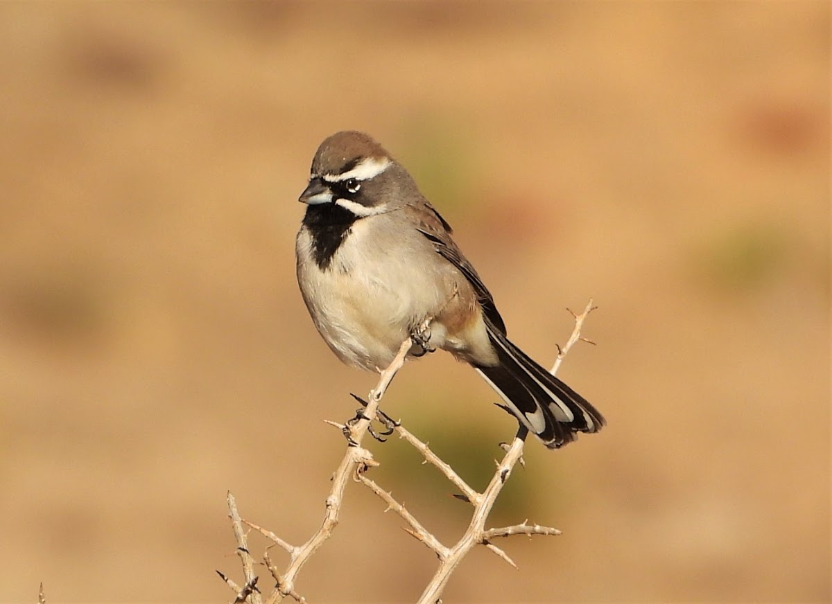 Black-throated sparrow