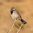 Black-throated sparrow